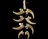 Neandertals modified white-tailed eagle claws 130,000 years ago