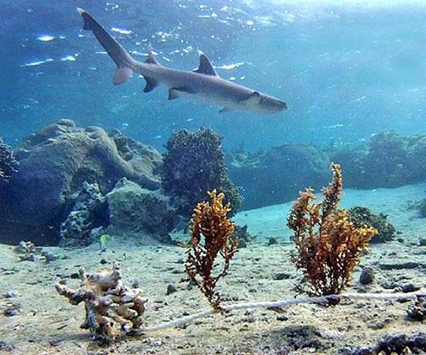 Overfishing pushes reef sharks toward extinction: study