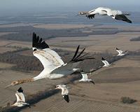 New insights into the origin of birds