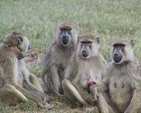 Father's presence encourages sibling bonding among baboons