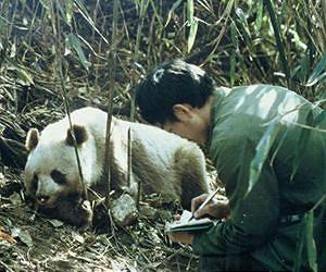 Climate change threatens giant pandas' bamboo buffet - and survival