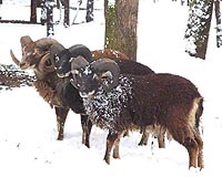Climate change shrinks wild sheep: scientists