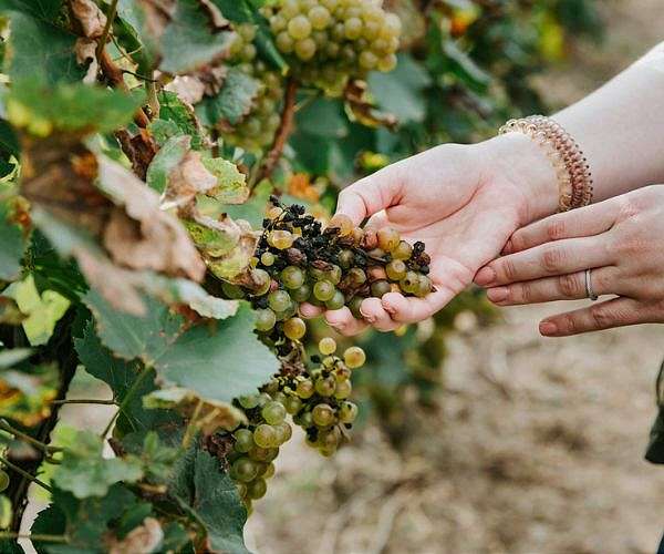 Climate change pushes Bordeaux winemakers to harvest at night