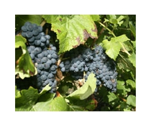 Chinese buyer vows to honour French wine heritage