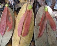 Super-charged tropical trees of Borneo vitally important for global carbon cycling
