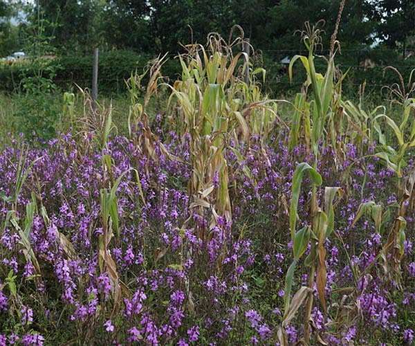 Weeds grow at London's Chelsea Flower Show