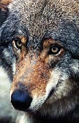 Switzerland Fails To Lower Protected Status Of Wolf