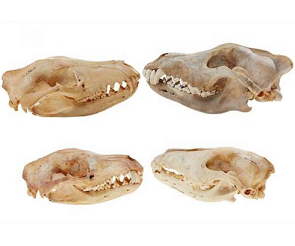 Body of last Tasmanian tiger found in museum cupboard