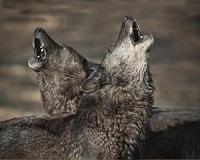 Austria allows shooting wolves with rubber bullets