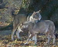Wolves return to Denmark for first time in 200 years