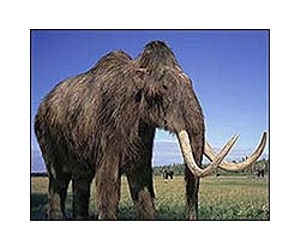 S. Korean, Russian scientists bid to clone mammoth