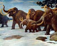 Plants play greater role than megaherbivore extinctions in changes to ecosystem structure
