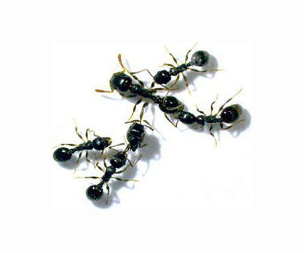 Researchers uncover protein that governs ants' changing social roles
