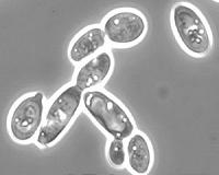 UCR research advances oil production in yeast