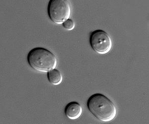 Hopkins Scientists Turn on Fountain of Youth in Yeast