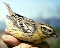 Once-abundant bird being eaten to worldwide extinction by China