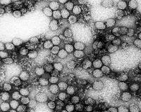 Scientists track how yellow fever raced through Brazil