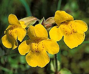 Gene flow may help plants adapt to climate change