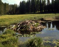 Canada's Yellowstone Too Small For Wildlife