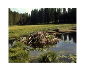 World's biggest beaver dam discovered in northern Canada