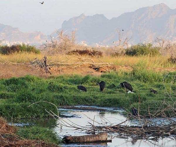 Ten flagship nature-restoring initiatives hailed by UN