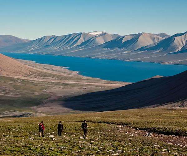Evolution of tree roots may have driven mass extinctions
