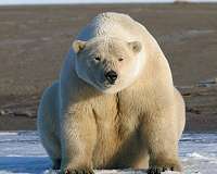 Traditional knowledge sheds light on changing East Greenland climate and polar bear hunt