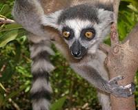Madagascar lemurs find refuge in private sanctuary
