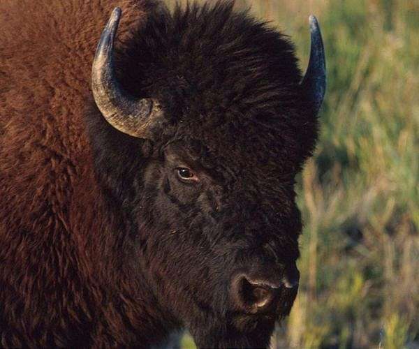 Bison reintroduced to Canada's Banff thrive again