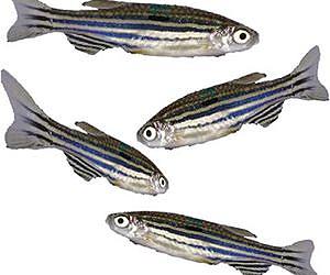 Fishing for solutions