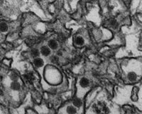 Google teams with UNICEF to map Zika virus spread
