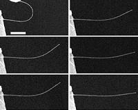 Nanowires highly 'anelastic'