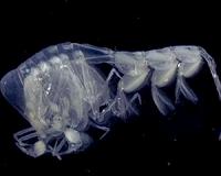 Phytoplankton and zooplankton biomass are expected to decrease