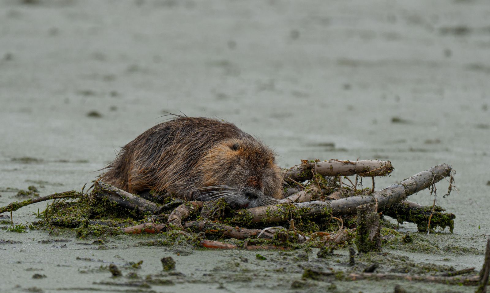 beaver dam wetland