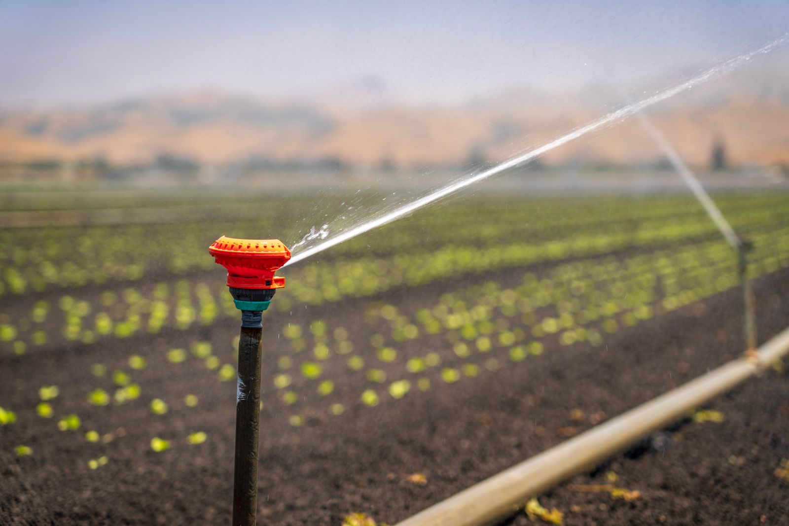 drip irrigation desert crops