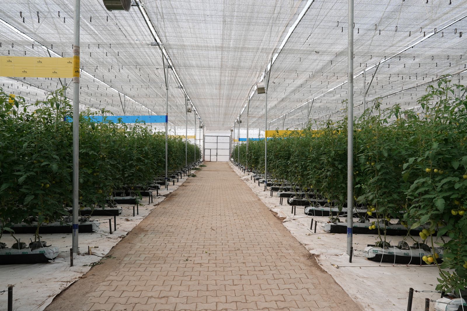 greenhouse tomatoes hydroponic