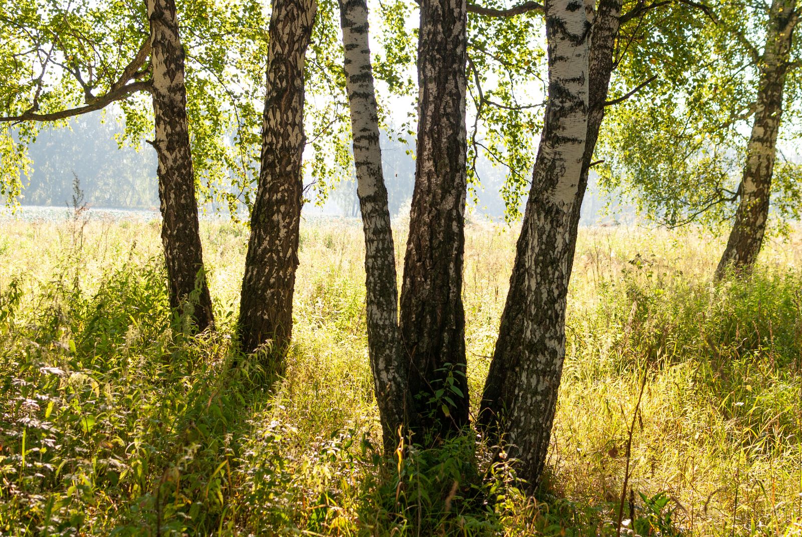 How did a windswept North Atlantic island once almost entirely stripped of its birch forests by Viking settlers push tree cover from less than 1 percent back toward 2 percent, tree by stubborn tree?