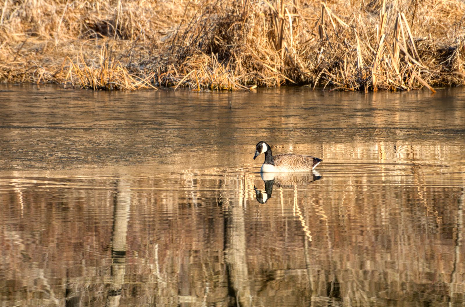 How does a single family of dam-building rodents, reintroduced to a drought-cracked valley, raise the water table by close to a metre and store more carbon in the resulting wetland than an equivalent area of forest?