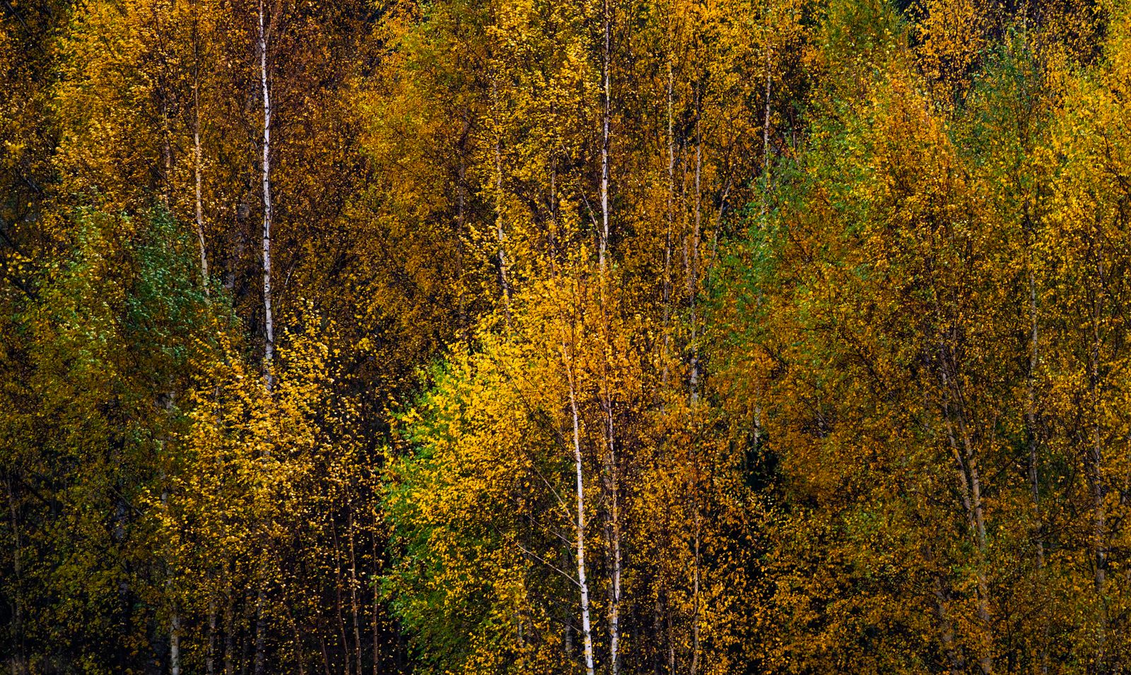 Iceland birch woodland