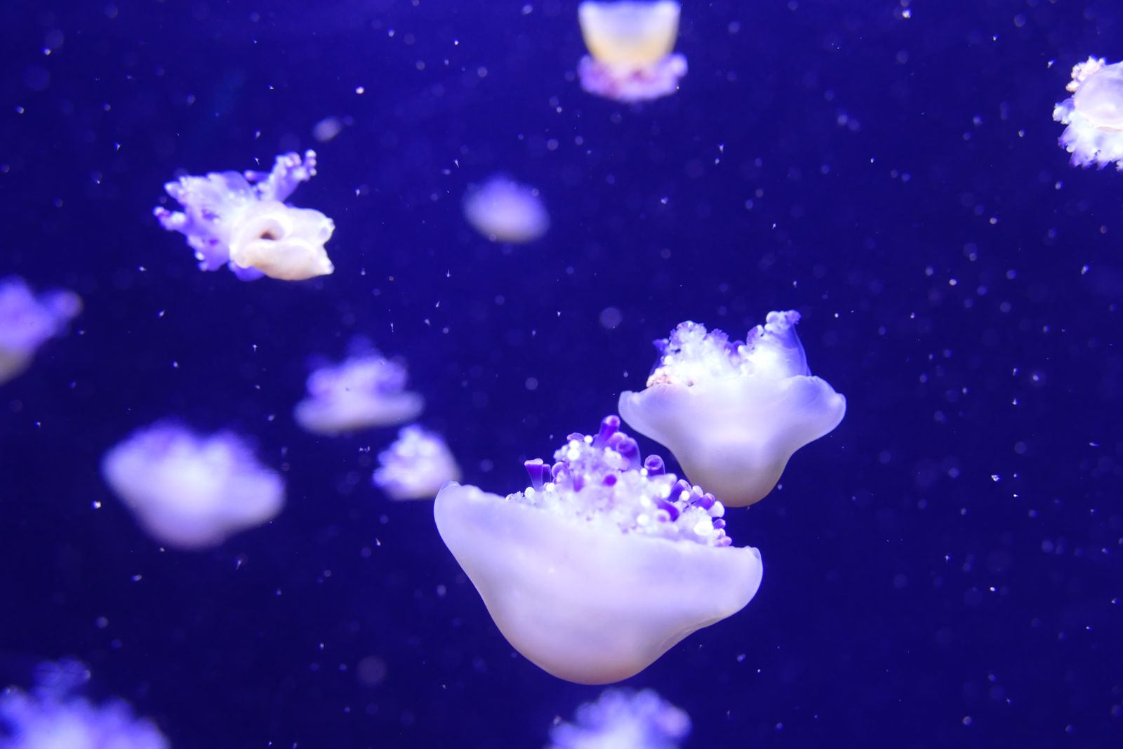 jellyfish polyp microscope