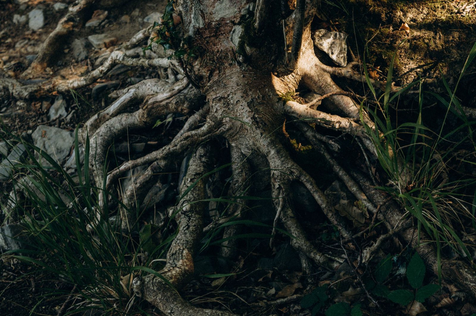 quaking aspen roots