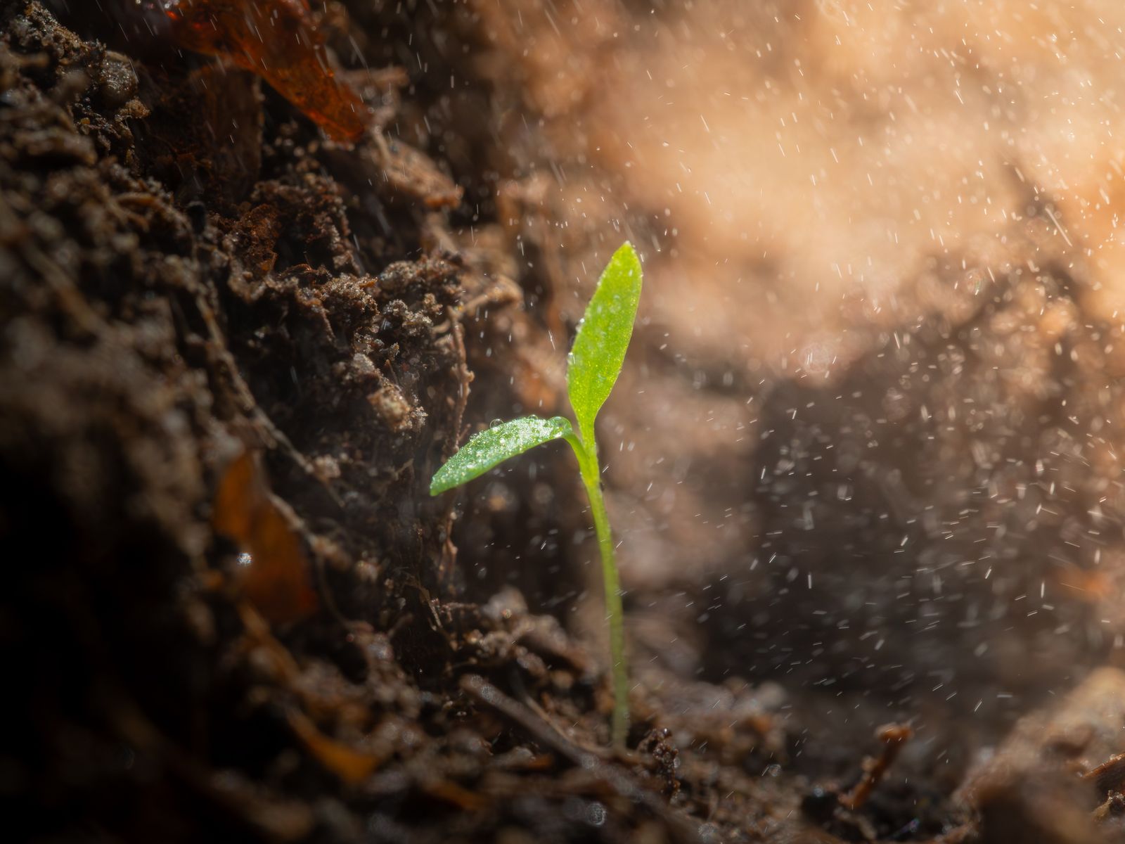 seedling volcanic soil