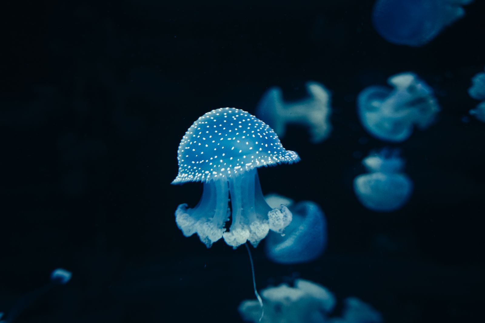 Turritopsis dohrnii jellyfish