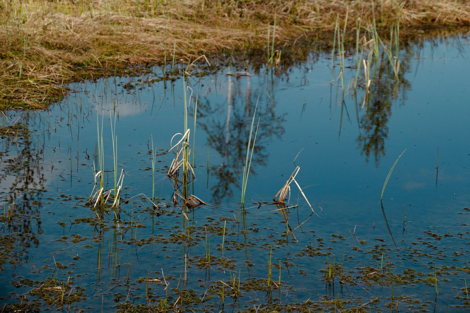 wetland sediment carbon