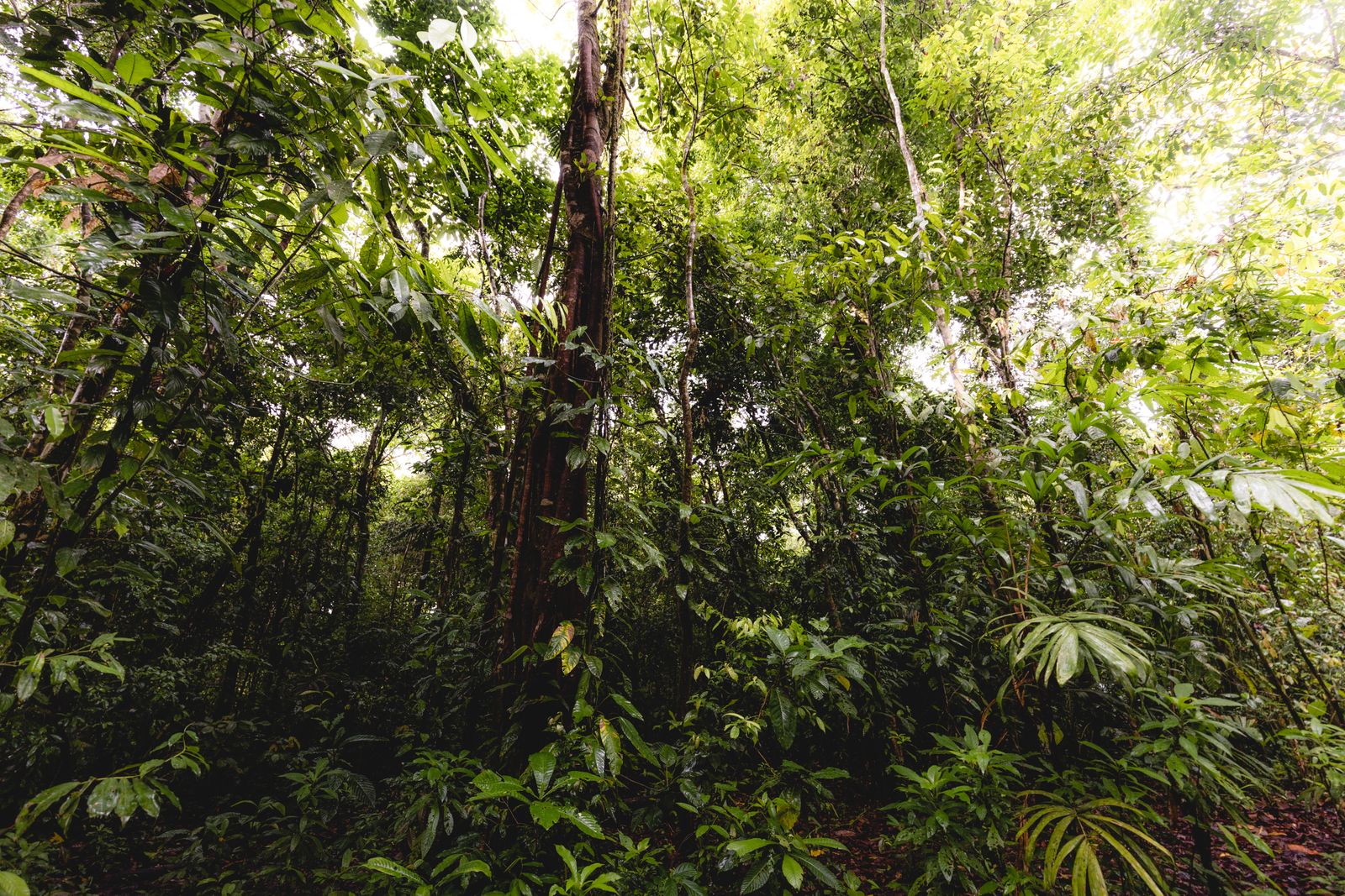 Amazon rainforest canopy