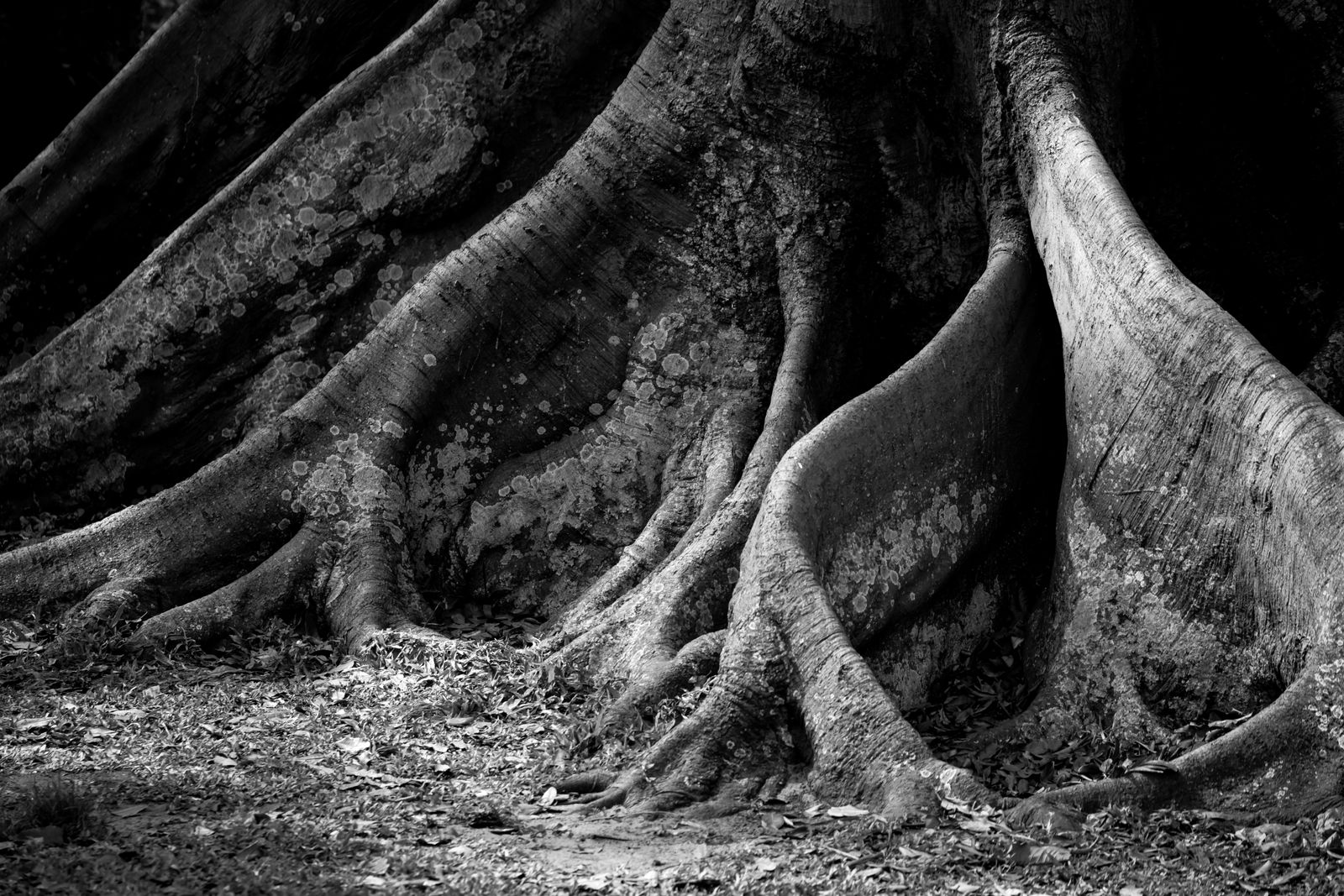 ancient bristlecone pine trunk