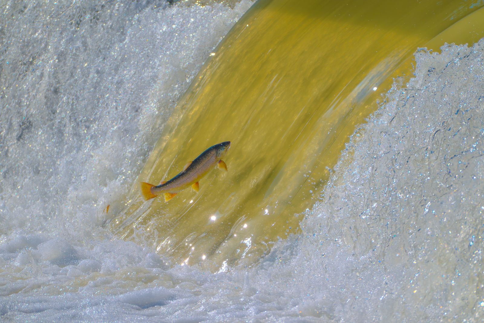 Atlantic salmon Rhine river