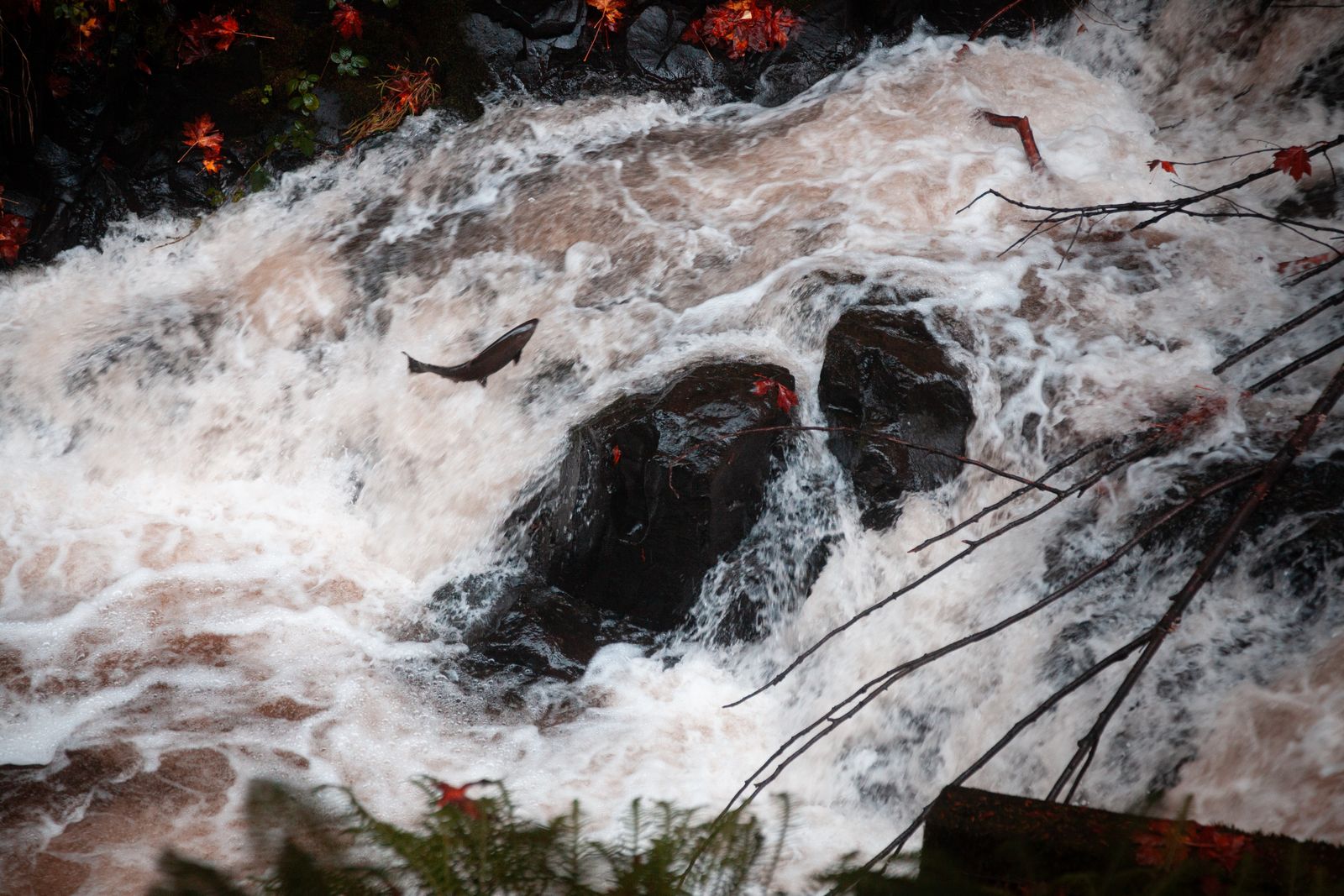 Atlantic salmon spawning river
