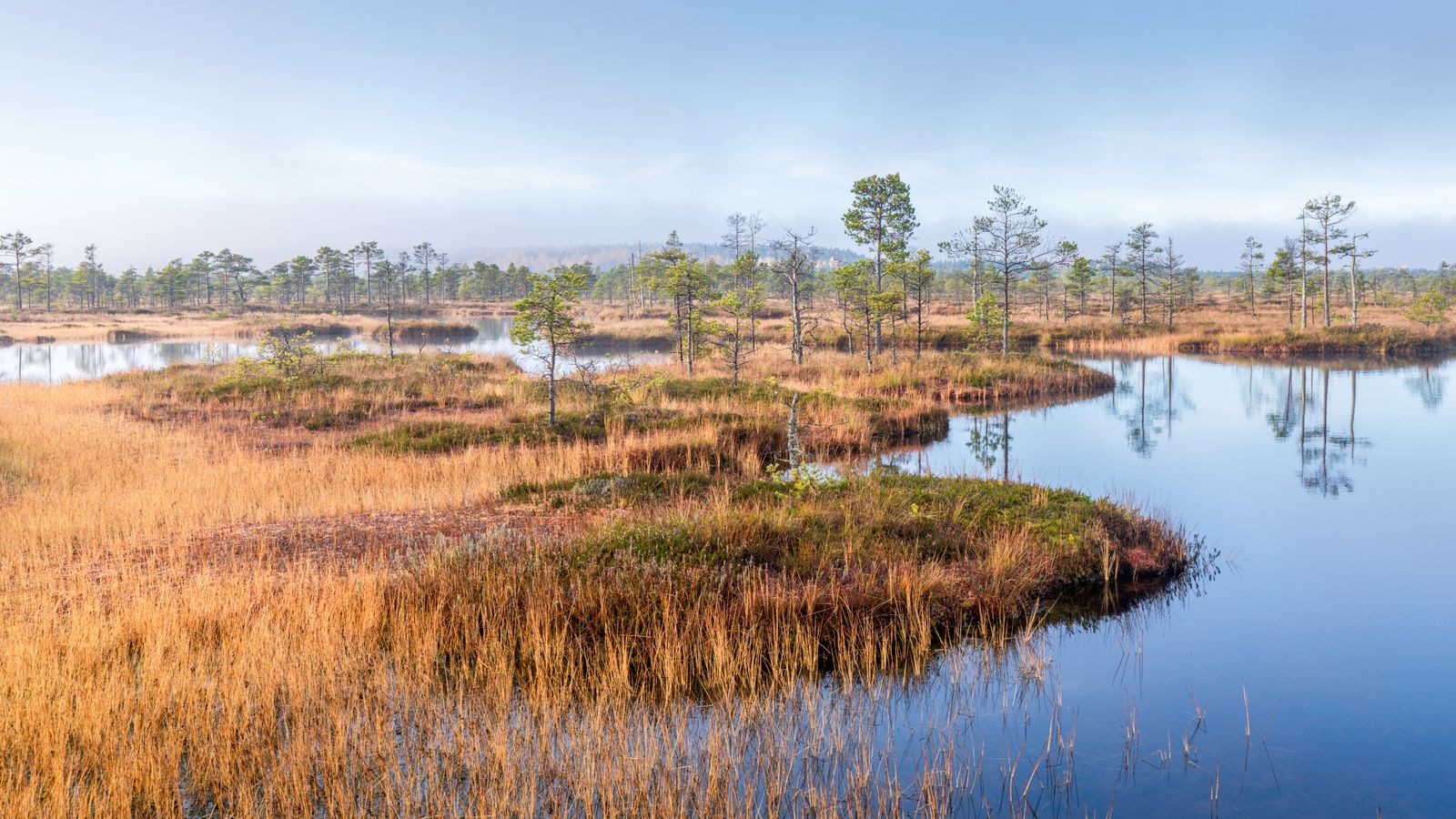 drained peatland ditch