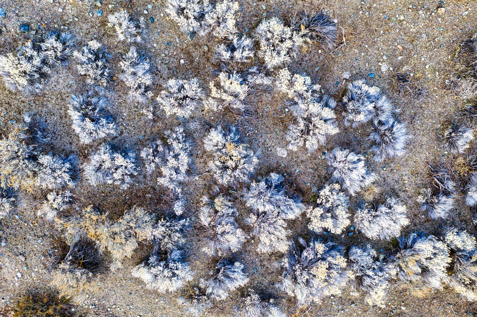 Hanford shrub-steppe landscape